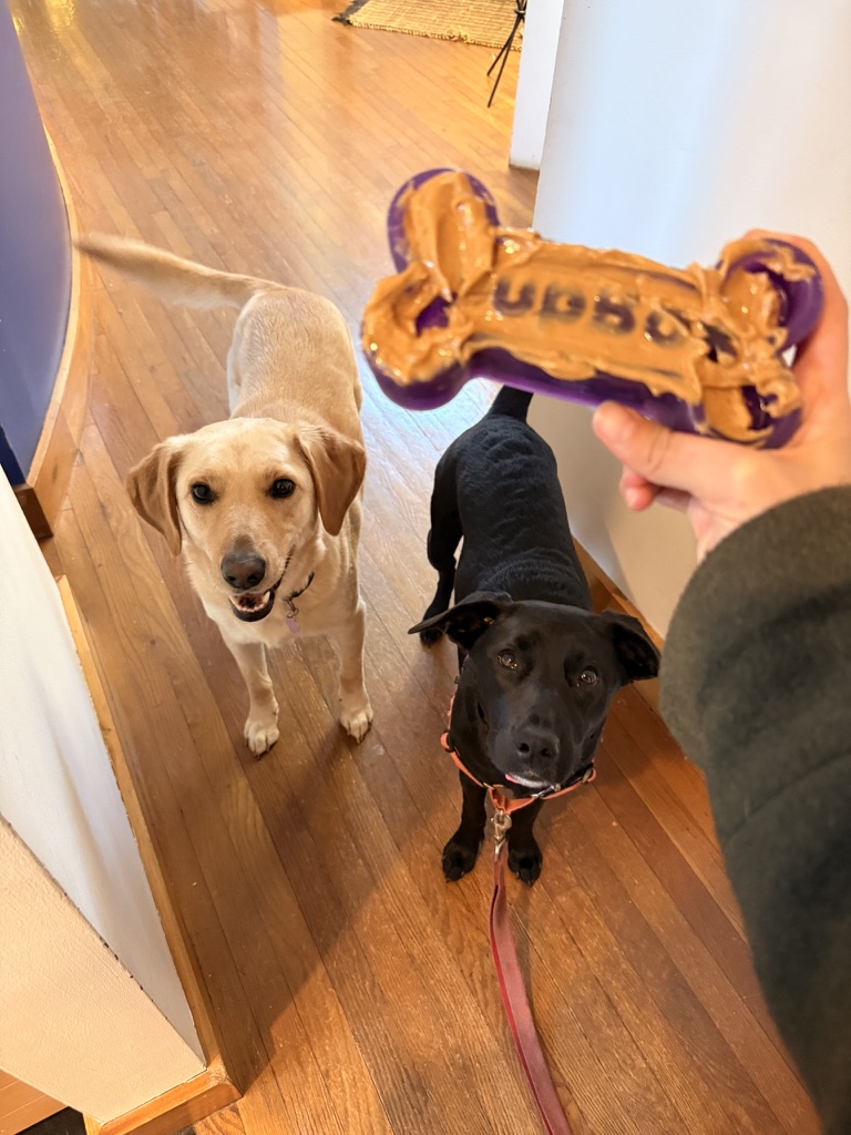 Ruby and Juno keeping their eyes on a treat