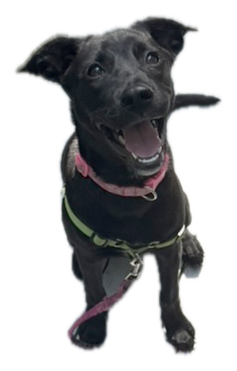 Juno sitting and looking up happily, wearing her pink collar and green harness